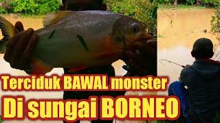 ANEH!!!MANCING DISUNGAI PEDALAMAN KALIMANTAN ADA IKAN BAWAL MONSTERNYA||NUR HABIB FISHING