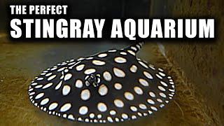 I built the PERFECT stingray aquarium - the king of DIY fish tank