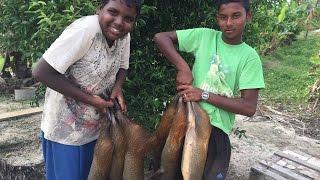 Agouti Hunt: The one that got away.