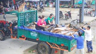 Harvesting Many Fish At PHAN VANG Fish Pond - Use Truck Transport Lots Of Fish Go To Market Sell