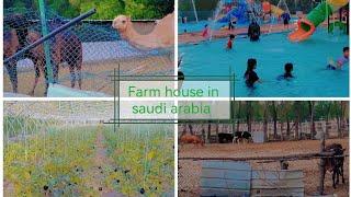 swimming pool in Saudi arabia. jubail farm house family point. jubail visiting point.