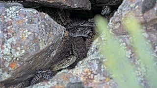 Rattlesnake families waking up in the morning