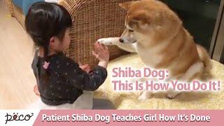 Patient Shiba Dog Teaches Girl How It's Done [PECO TV]
