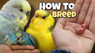How to Breed Budgies  8 Tips for Successful Breeding