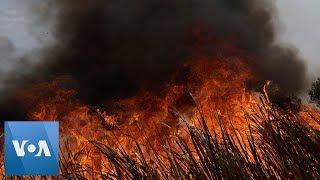 Amazon Fires Leave Many Animals Dead