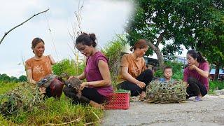Single Mom Huong and Mother Harvesting wild ducks and bring them to the market to sell