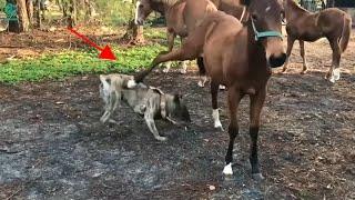30 Brutal Deadly Kicks Of Horses That Make Dogs Dizzy And Collapse