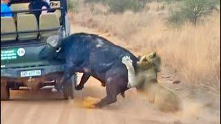 Buffalo Smashes Car to Try Chase Lions Away