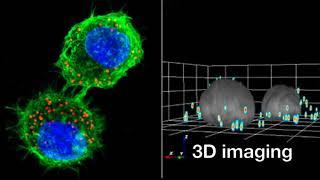 Inserm Workshop on Multidimensional Imaging and quantitative analysis