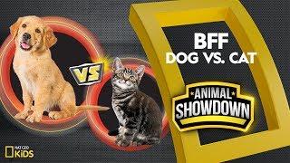 Dog vs. Cat: Battle for the BFF | Animal Showdown