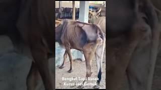 Sapi Kurus Disulap Jadi Gemuk#ariekchannel #shorts