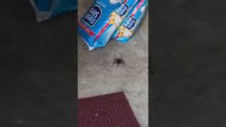 Tarantula in the garage, August 2019