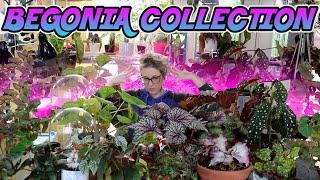 My Indoor Begonia Plant Collection Spring 2020