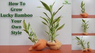 How to Grow Lucky Bamboo Your Own Style | Lucky Bamboo Growing and Care Tips(subtitle)//Green plants