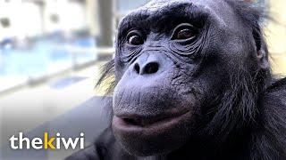 Kanzi: The ape that understands humans and knows over 3000 words