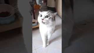 so funny cat videos  #cat #cats