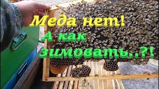  Слабые семейки МЕДА НЕТ! Как зимовать..?! #пчеловодство2