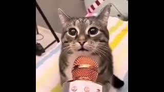 cat screams into mic