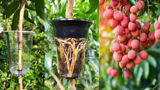 How to Air Layering Lychee Tree - Easy method to grow Lychee tree from cuttings at home