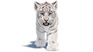 Animated White Tiger Cub 3D Model | @PROmax3D