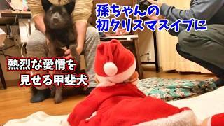 クリスマスイブ孫ちゃんはじめ家族集合甲斐犬いち赤ちゃんに愛情みせる