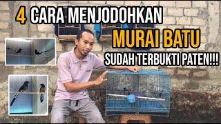 CARA MUDAH PENJODOHAN MURAI BATU BAGI PEMULA, SUDAH TERBUKTI PATEN..!