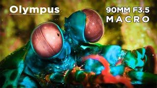 Olympus 90mm F3.5 Macro PRO + OM1/ Mantis Shrimp Eel Underwater