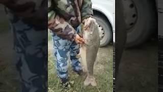 Рыбалка в Чечне.  поймали огромного усача.