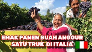 Panen buah anggur di italia