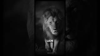 Lion May Not Be The Fastest #motivation #discipline #mindset #quotes #absolutemotivation