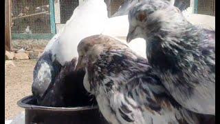 Иранские  голуби в Астрахани!