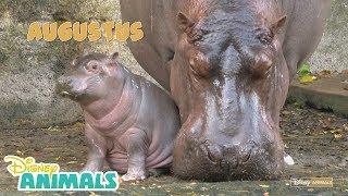 Baby Hippo | Disney Animals | Disney Junior