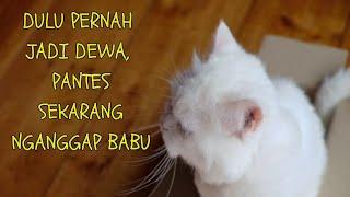 Sejarah Asal Muasal Adanya Kucing