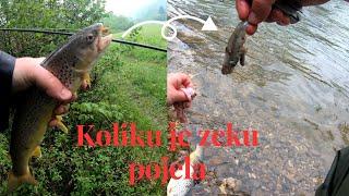 Pecanje pastrmke po kišnom danu, Rijeka Kozica. Trout fishing on River Kozica