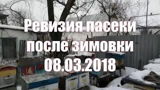 Ревизия пчел после зимовки 08.03.2018. Пчелы идут на облет. Осматриваю улья после зимы