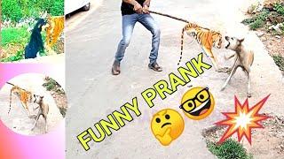 Wow Nice 2 Dogs Pranks!!! Fake Tiger Prank Dog So Funny Dog Try To Stop Laugh Challenge