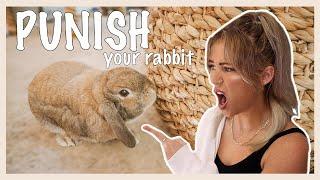 Get Your Rabbit to Stop Chewing Up Your House (and other disciplining techniques!)