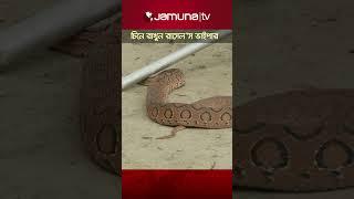 চিনে রাখুন রাসেল'স ভাইপার! #russellsviper #snake #jamunatv #trendingvideo #jamunatelevision