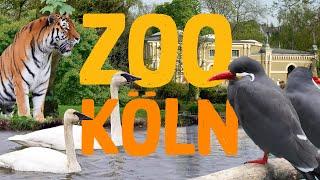 Zoo Köln | Zoo Eindruck