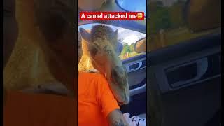 TODAY I FOUND OUT CAMELS ARE AGGRESSIVE AND THEY BITE! #AnylahBanks