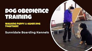 Dog Obedience Training: Walking Puppy & Older Dog Together!