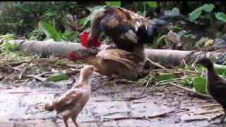 Very persistent Rooster Drove the all chickens. hen is in shock 