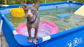Кот плавает на Водной ГОРКЕ в бассейне  Кот Миллион