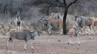 Hunting Eland Bull in Namibia, Africa 2018 - HUNTING VIDEO (4K)