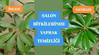 ŞEFLERA,Yaprak Temizliği Yapıyoruz, Balkonda Son Durum, Salon Bitkileri Temizliği #bitki #sheflere