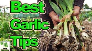 Harvest Cure And Store Garlic | Best Tips