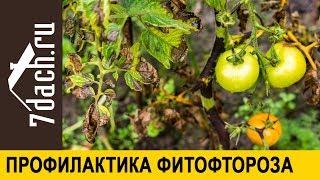  Лучшая борьба с фитофторозом - профилактика. Народные способы - 7 дач