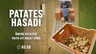 Patates Hasadı, Mayıs Ödemiş