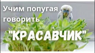 Учим попугая говорить Красавчик