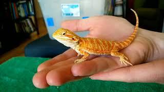 Unboxing baby bearded dragon!